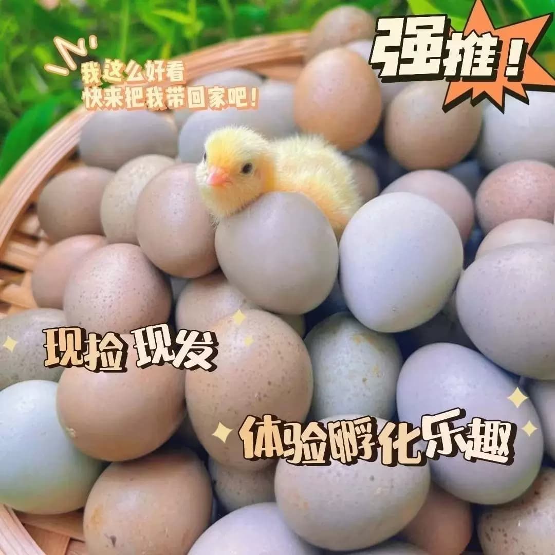 卢丁鸡种蛋受精蛋宠物鸡小鸡蛋可孵化小鸡仔学生版芦丁鸡蛋宝宝