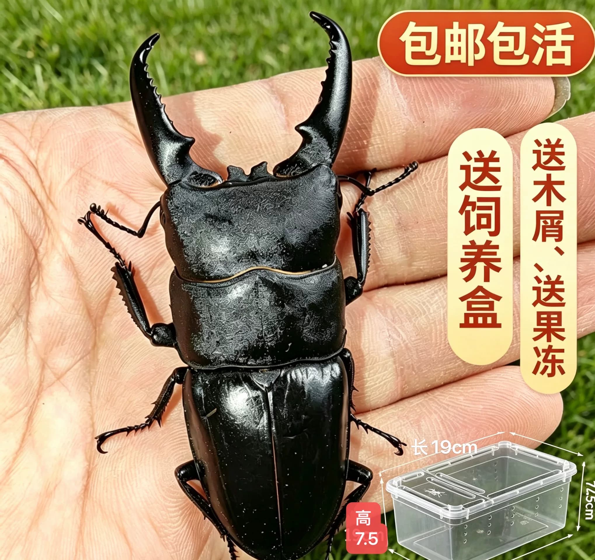 中国大扁锹成虫锹甲活体宠物甲虫另类昆虫巨型夹夹虫中华大锹包活